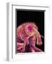 Weevil-Micro Discovery-Framed Photographic Print