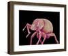 Weevil-Micro Discovery-Framed Photographic Print