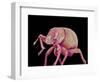 Weevil-Micro Discovery-Framed Photographic Print