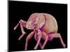 Weevil-Micro Discovery-Mounted Photographic Print