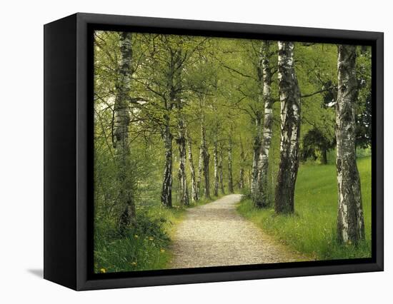 Weg, Birken, Allee, Frv¼hling, Natur, Waldweg, Birkenallee-Thonig-Framed Stretched Canvas