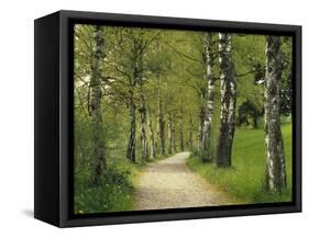 Weg, Birken, Allee, Frv¼hling, Natur, Waldweg, Birkenallee-Thonig-Framed Stretched Canvas