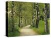 Weg, Birken, Allee, Frv¼hling, Natur, Waldweg, Birkenallee-Thonig-Stretched Canvas