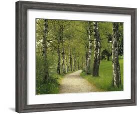 Weg, Birken, Allee, Frv¼hling, Natur, Waldweg, Birkenallee-Thonig-Framed Photographic Print