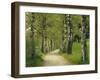 Weg, Birken, Allee, Frv¼hling, Natur, Waldweg, Birkenallee-Thonig-Framed Photographic Print