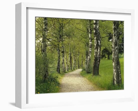 Weg, Birken, Allee, Frv¼hling, Natur, Waldweg, Birkenallee-Thonig-Framed Photographic Print