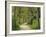 Weg, Birken, Allee, Frv¼hling, Natur, Waldweg, Birkenallee-Thonig-Framed Photographic Print