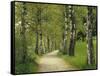 Weg, Birken, Allee, Frv¼hling, Natur, Waldweg, Birkenallee-Thonig-Framed Stretched Canvas