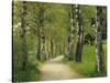 Weg, Birken, Allee, Frv¼hling, Natur, Waldweg, Birkenallee-Thonig-Stretched Canvas