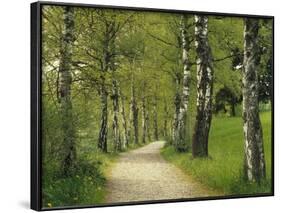 Weg, Birken, Allee, Frv¼hling, Natur, Waldweg, Birkenallee-Thonig-Framed Photographic Print