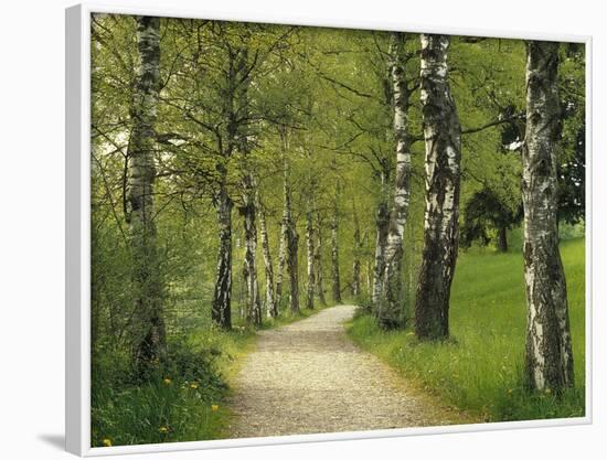 Weg, Birken, Allee, Frv¼hling, Natur, Waldweg, Birkenallee-Thonig-Framed Photographic Print