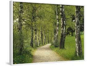 Weg, Birken, Allee, Frv¼hling, Natur, Waldweg, Birkenallee-Thonig-Framed Photographic Print