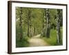 Weg, Birken, Allee, Frv¼hling, Natur, Waldweg, Birkenallee-Thonig-Framed Photographic Print