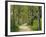 Weg, Birken, Allee, Frv¼hling, Natur, Waldweg, Birkenallee-Thonig-Framed Photographic Print