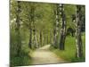 Weg, Birken, Allee, Frv¼hling, Natur, Waldweg, Birkenallee-Thonig-Mounted Photographic Print