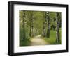 Weg, Birken, Allee, Frv¼hling, Natur, Waldweg, Birkenallee-Thonig-Framed Photographic Print