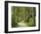 Weg, Birken, Allee, Frv¼hling, Natur, Waldweg, Birkenallee-Thonig-Framed Photographic Print