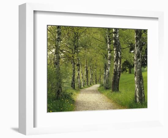 Weg, Birken, Allee, Frv¼hling, Natur, Waldweg, Birkenallee-Thonig-Framed Photographic Print