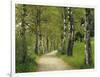 Weg, Birken, Allee, Frv¼hling, Natur, Waldweg, Birkenallee-Thonig-Framed Photographic Print