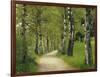 Weg, Birken, Allee, Frv¼hling, Natur, Waldweg, Birkenallee-Thonig-Framed Photographic Print