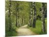 Weg, Birken, Allee, Frv¼hling, Natur, Waldweg, Birkenallee-Thonig-Mounted Photographic Print