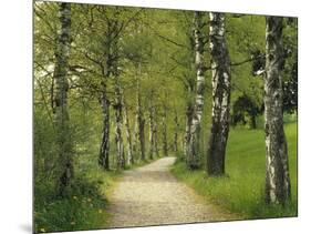 Weg, Birken, Allee, Frv¼hling, Natur, Waldweg, Birkenallee-Thonig-Mounted Photographic Print