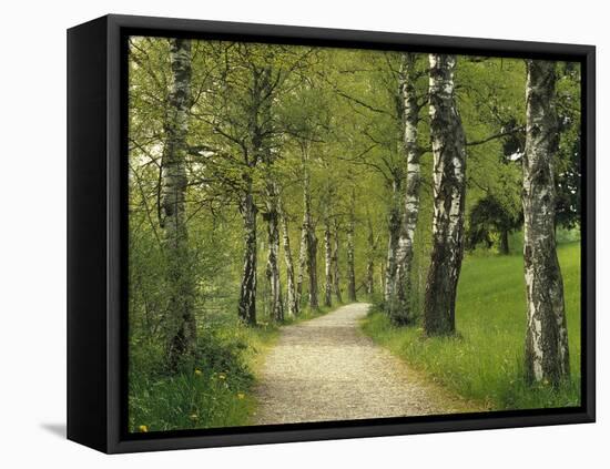 Weg, Birken, Allee, Frv¼hling, Natur, Waldweg, Birkenallee-Thonig-Framed Stretched Canvas