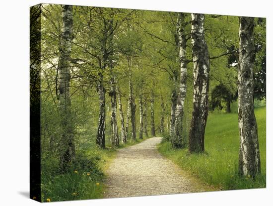 Weg, Birken, Allee, Frv¼hling, Natur, Waldweg, Birkenallee-Thonig-Stretched Canvas