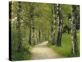 Weg, Birken, Allee, Frv¼hling, Natur, Waldweg, Birkenallee-Thonig-Stretched Canvas