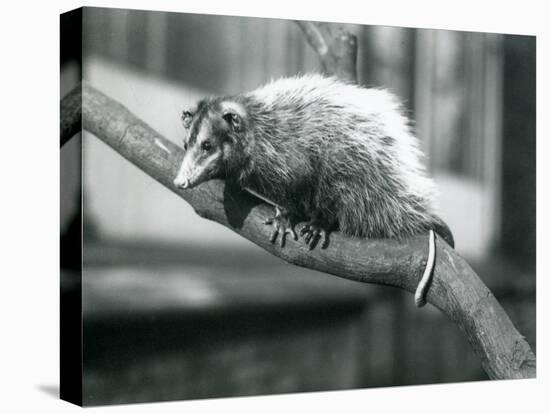 Weid'S/Big-Eared Opossum on a Branch at London Zoo, November 1915-Frederick William Bond-Stretched Canvas