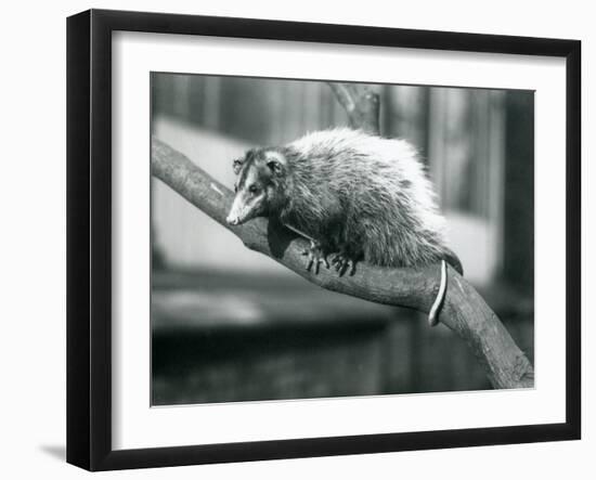 Weid'S/Big-Eared Opossum on a Branch at London Zoo, November 1915-Frederick William Bond-Framed Premium Giclee Print