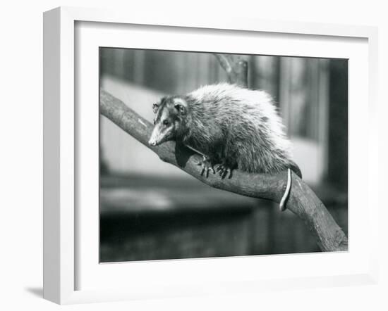 Weid'S/Big-Eared Opossum on a Branch at London Zoo, November 1915-Frederick William Bond-Framed Giclee Print