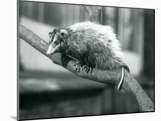 Weid'S/Big-Eared Opossum on a Branch at London Zoo, November 1915-Frederick William Bond-Mounted Giclee Print