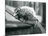 Weid'S/Big-Eared Opossum on a Branch at London Zoo, November 1915-Frederick William Bond-Mounted Giclee Print