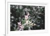 weigela' Nana Variegata'-Nadja Jacke-Framed Photographic Print