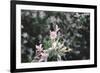 weigela' Nana Variegata'-Nadja Jacke-Framed Photographic Print