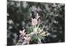 weigela' Nana Variegata'-Nadja Jacke-Mounted Photographic Print