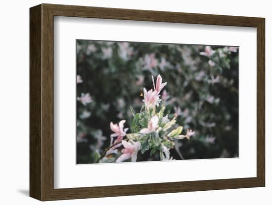 weigela' Nana Variegata'-Nadja Jacke-Framed Photographic Print