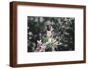 weigela' Nana Variegata'-Nadja Jacke-Framed Photographic Print