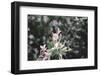 weigela' Nana Variegata'-Nadja Jacke-Framed Photographic Print