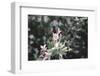 weigela' Nana Variegata'-Nadja Jacke-Framed Photographic Print