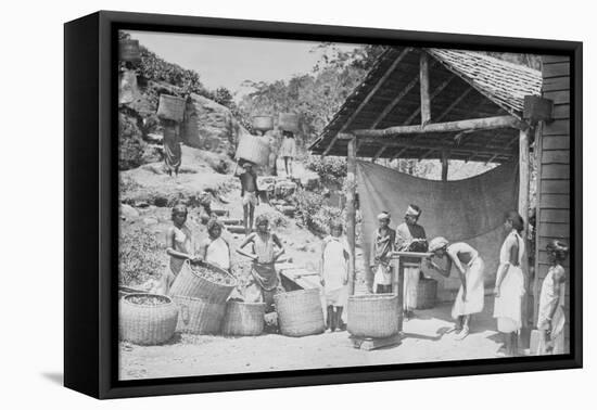 Weighing Ceylon Tea-null-Framed Stretched Canvas