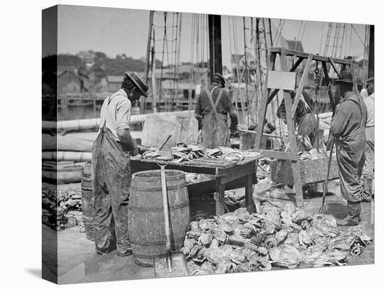 Weighing Up the Catch, Gloucester, Mass.-null-Stretched Canvas