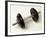 Weights-Chris Trotman-Framed Photographic Print