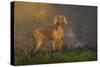 Weimaraner at Edge of Pond with Autumn Leaf Reflections in Early Morning Fog, Colchester-Lynn M^ Stone-Stretched Canvas