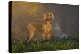 Weimaraner at Edge of Pond with Autumn Leaf Reflections in Early Morning Fog, Colchester-Lynn M^ Stone-Stretched Canvas