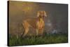 Weimaraner at Edge of Pond with Autumn Leaf Reflections in Early Morning Fog, Colchester-Lynn M^ Stone-Stretched Canvas