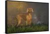 Weimaraner at Edge of Pond with Autumn Leaf Reflections in Early Morning Fog, Colchester-Lynn M^ Stone-Framed Stretched Canvas