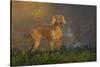 Weimaraner at Edge of Pond with Autumn Leaf Reflections in Early Morning Fog, Colchester-Lynn M^ Stone-Stretched Canvas