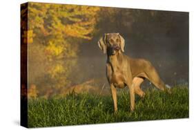 Weimaraner at Edge of Pond with Autumn Leaf Reflections in Early Morning Fog, Colchester-Lynn M^ Stone-Stretched Canvas